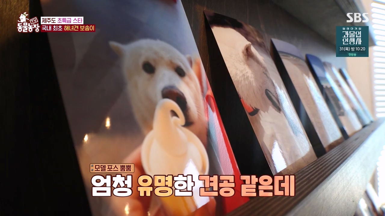 TV 동물농장.E1134.230821p-NEXT.mp4_20230820_193337.251.jpg