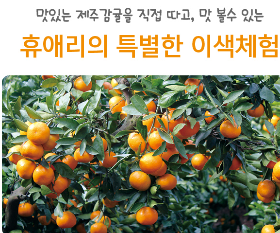 휴애리 자연생활공원 – 사계절 축제가 열리는 자연 공원