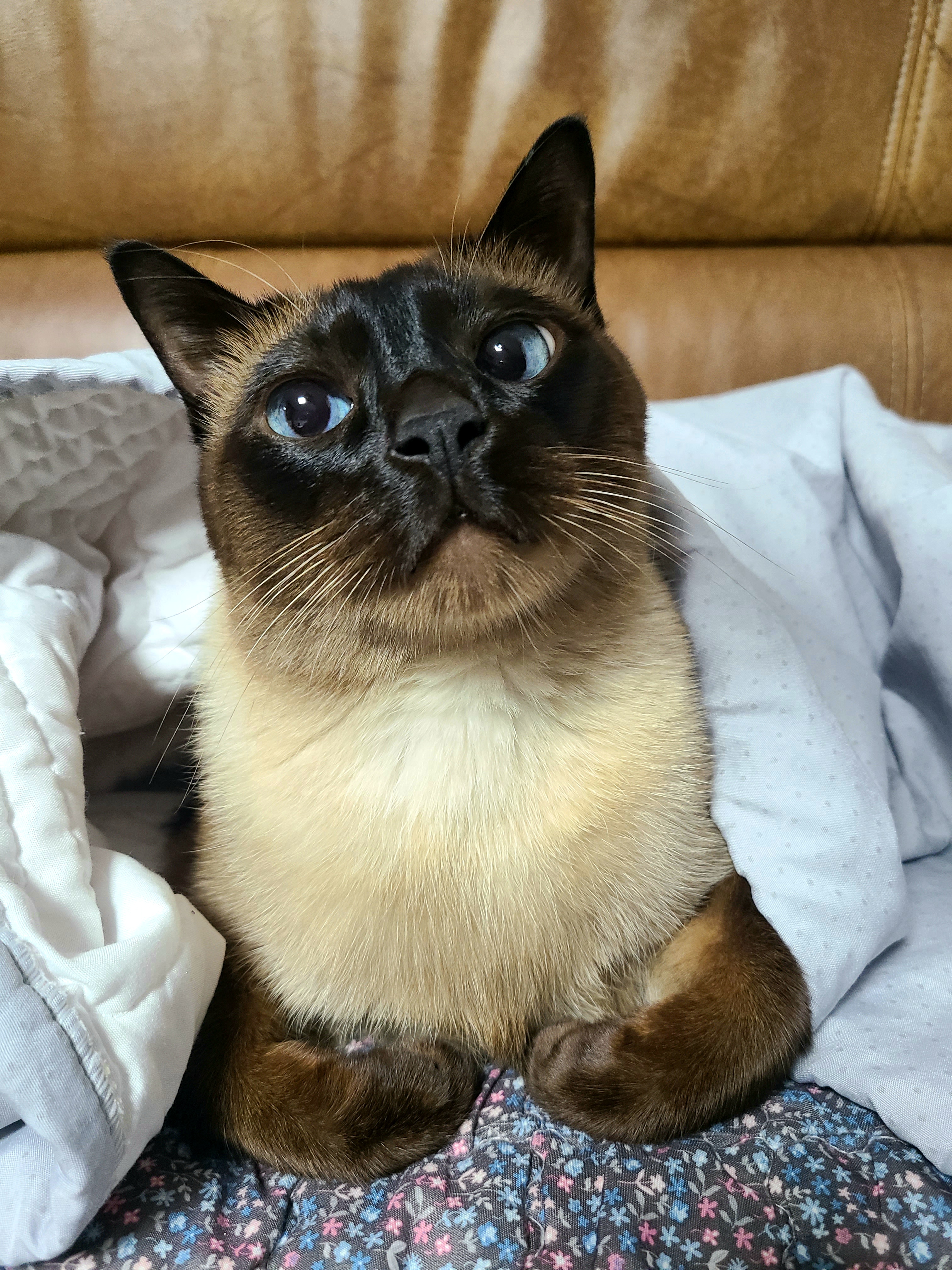  고양이 품종과 특징 소개 샴고양이, 노르웨이 숲, 러시안 블루, 아비시니안