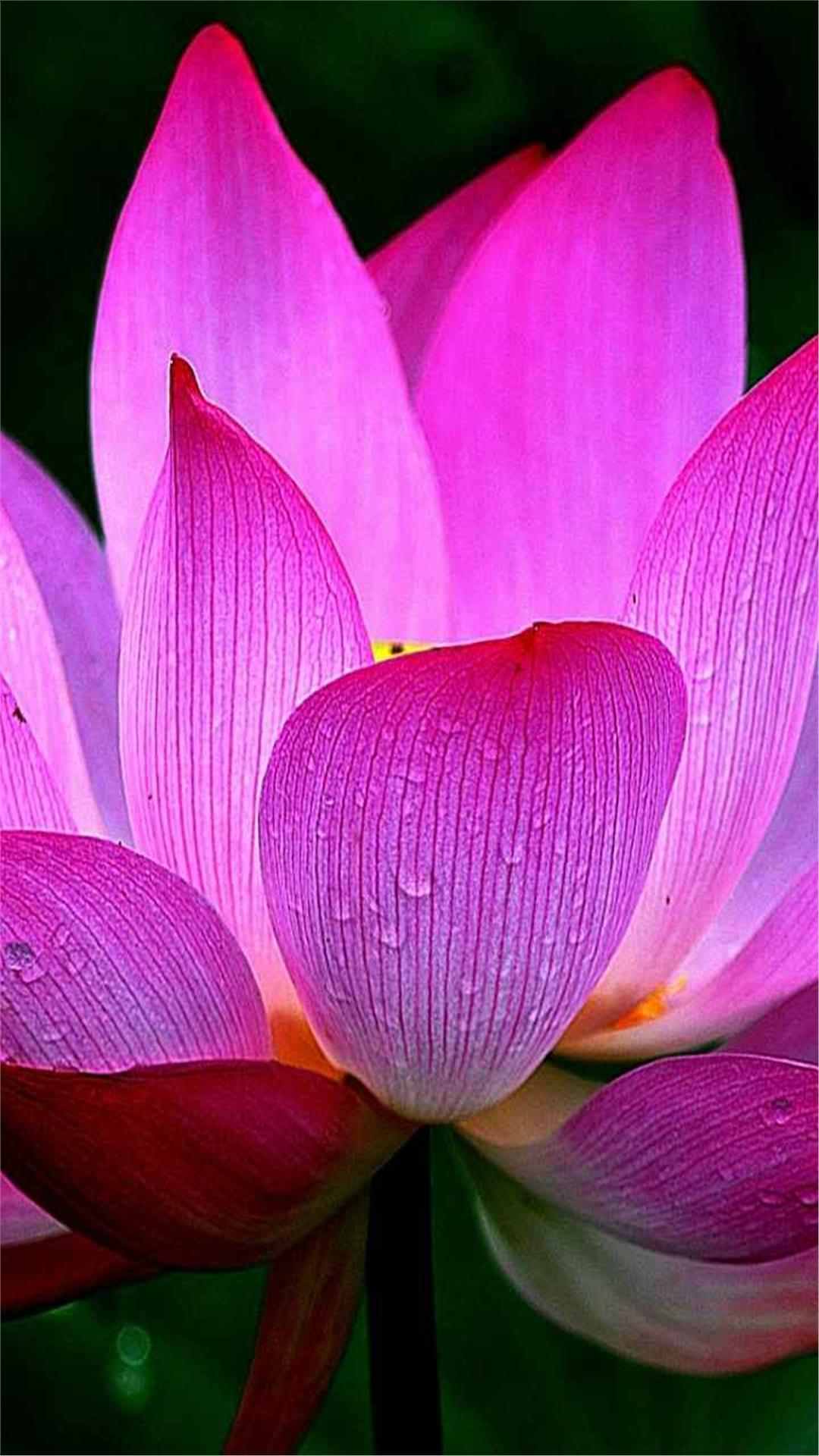 Lotus Flower iPhone Wallpaper