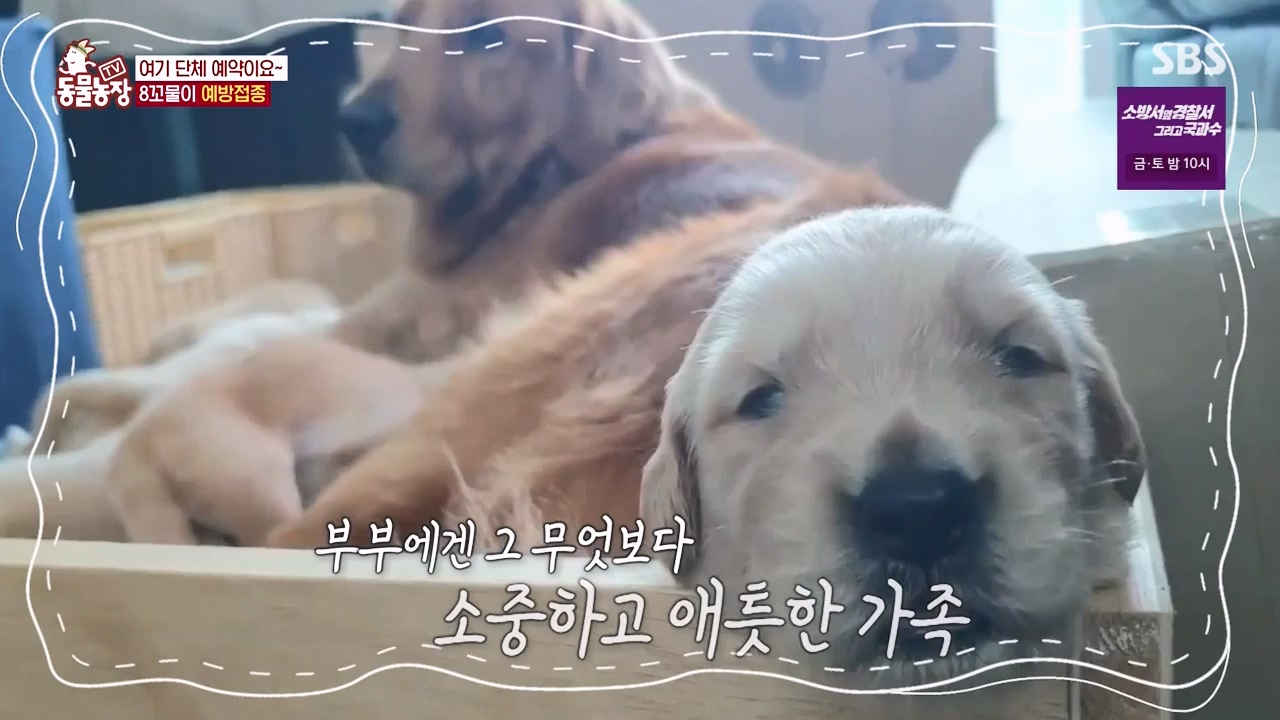 TV 동물농장.E1132.230807p-NEXT.mp4_20230806_164221.290.jpg