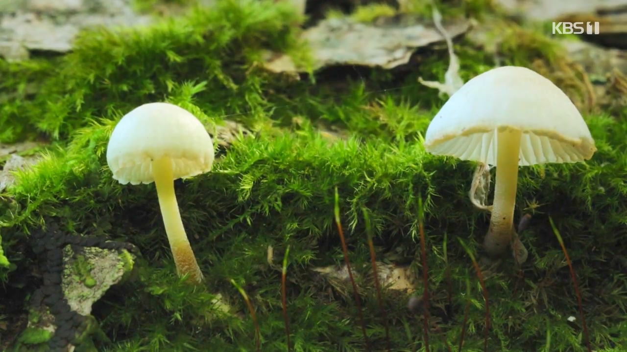 다큐 온.E227.231120p-NEXT.mp4_20231121_201732.801.jpg