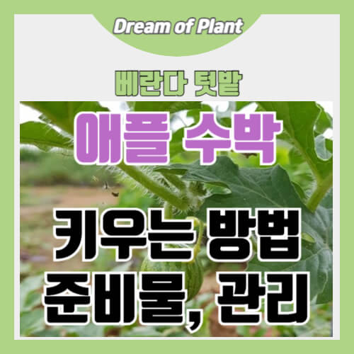 애플수박 키우는 방법 썸네일 이미지