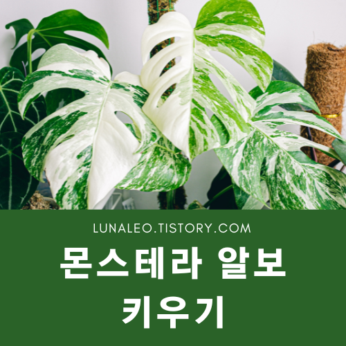 몬스테라 알보 키우기