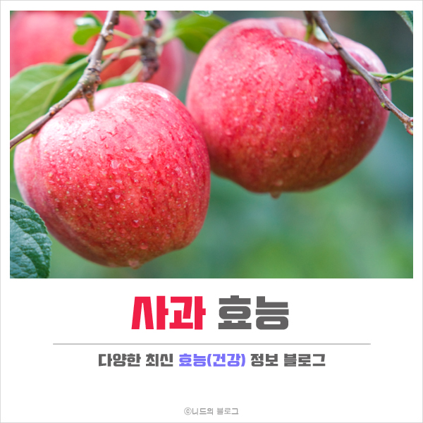  사과 효능 정리