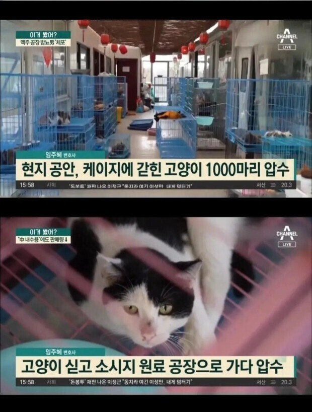 고양이 고기 중국