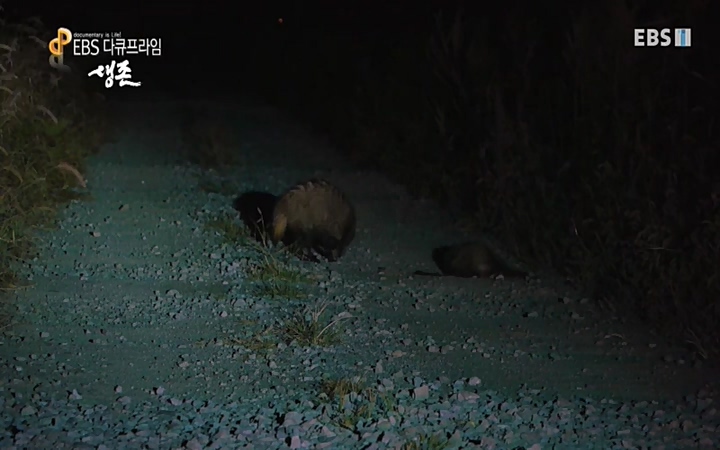 EBS 다큐프라임_ 220628.avi_20220629_210213.759.jpg