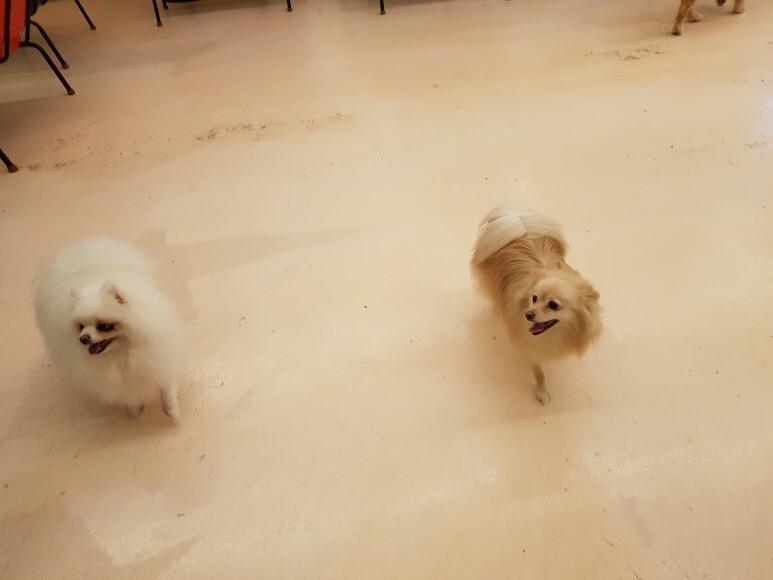 해피치의 연인들32 (고귀한 혈통, 6