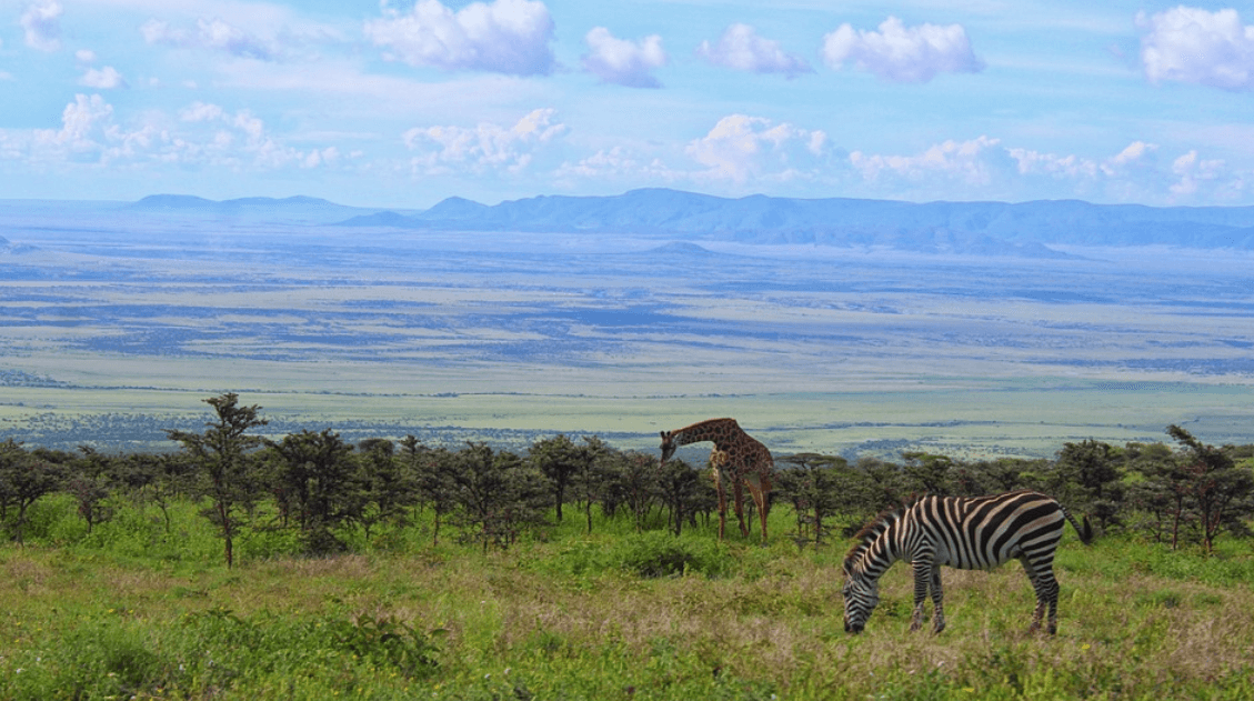 세렝게티 (Serengeti National Park)