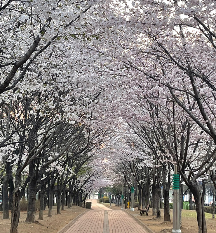 벚꽃이 만개한 모습