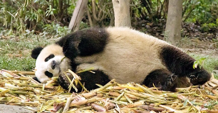 panda