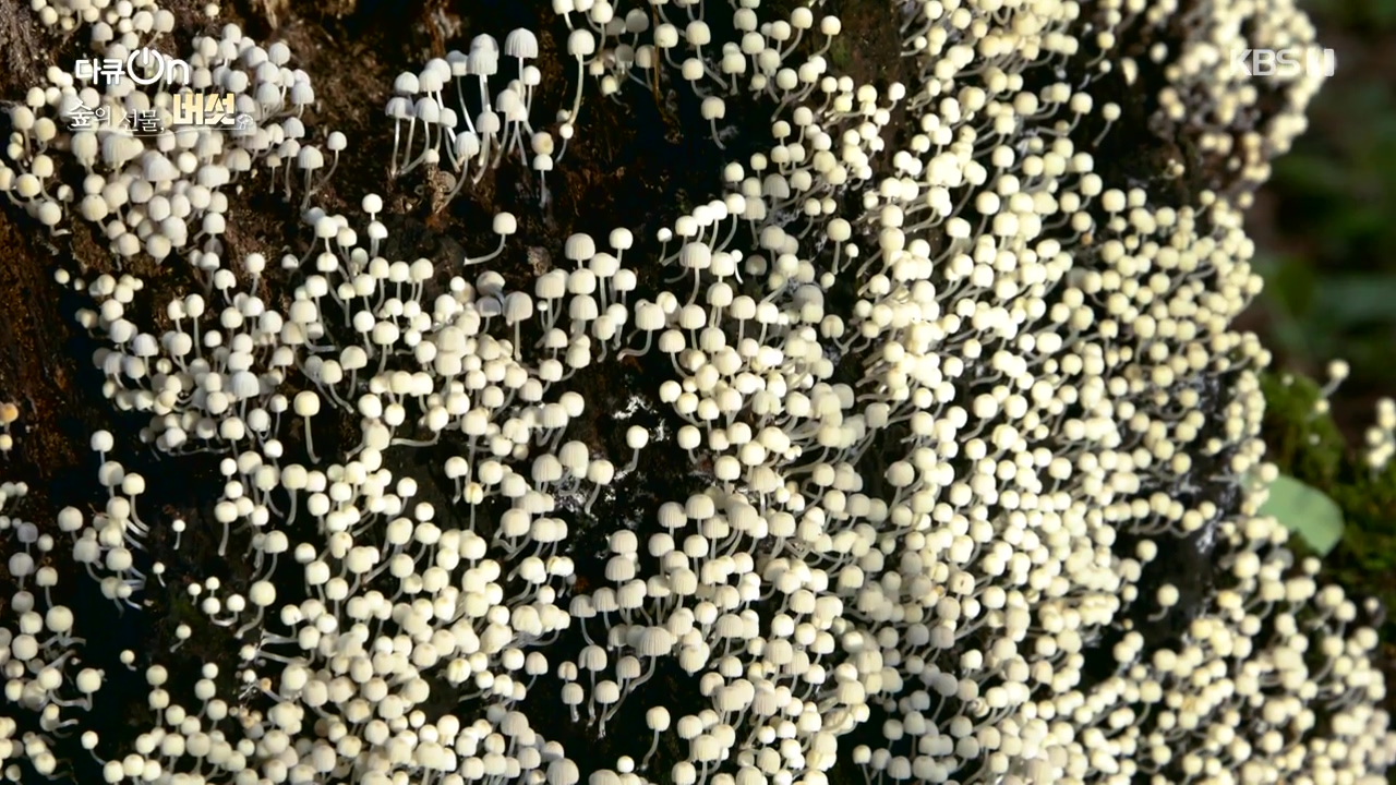 다큐 온.E227.231120p-NEXT.mp4_20231121_201845.774.jpg