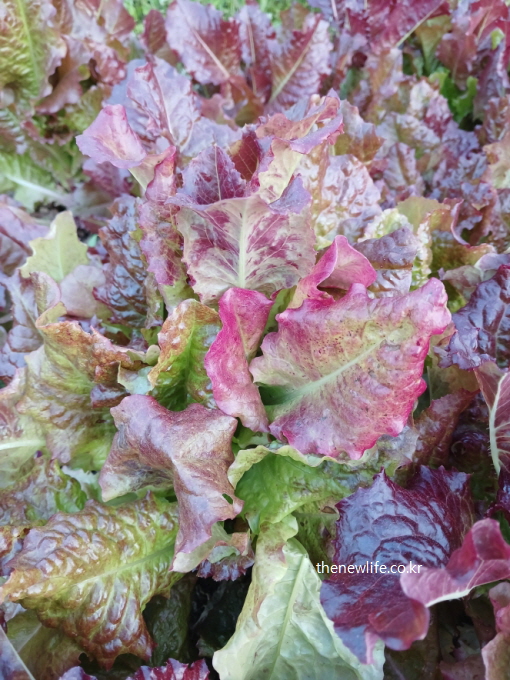 항산화 성분이 풍부한 적상추 ❘ Red leaf lettuce rich in antioxidants