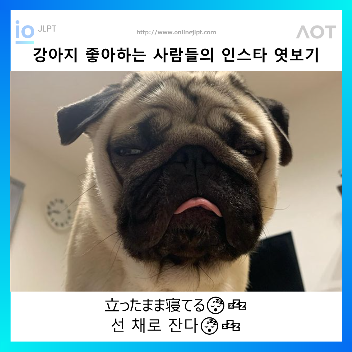  ［인스타 엿보기］立ったまま寝てる