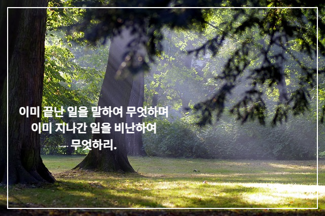 공원 나뭇잎 사이로 비치는 햇빛