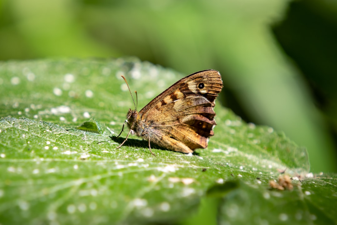 Biodiversity