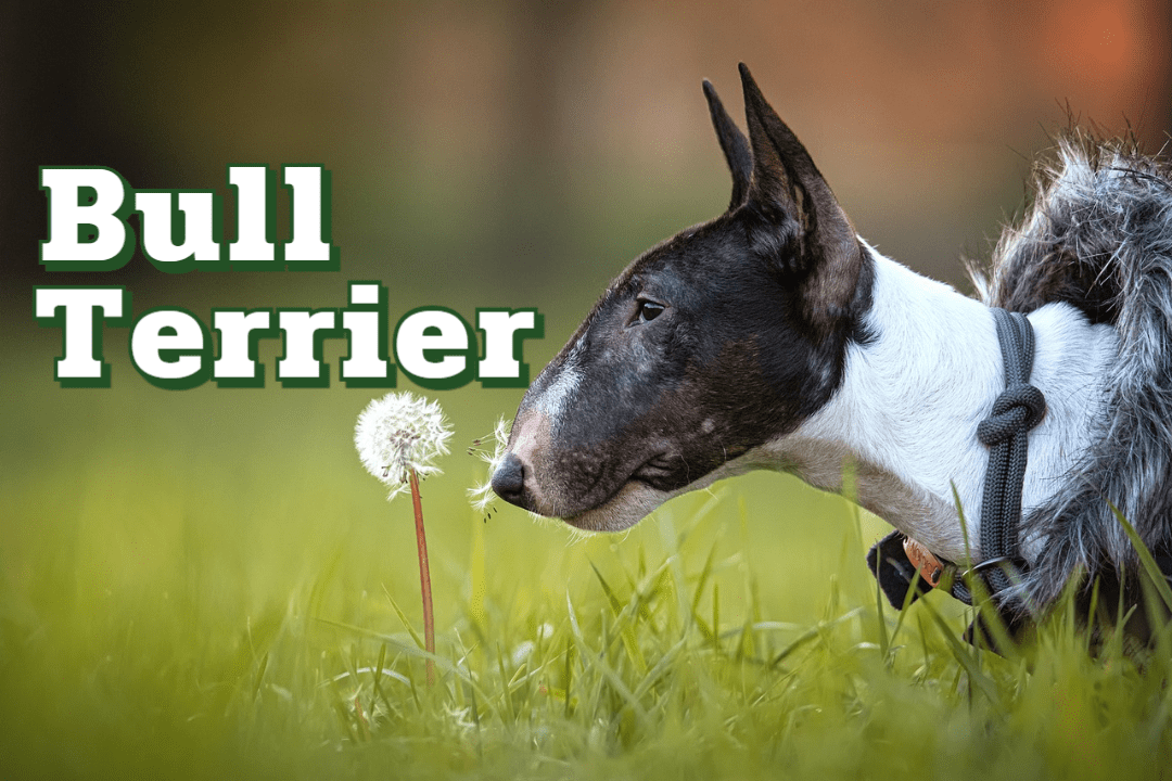 Bull Terrier