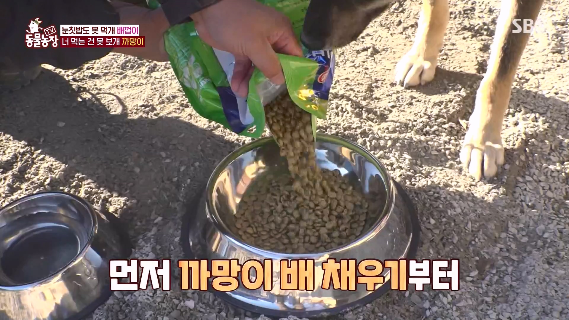 TV 동물농장.E1157.240204p-NEXT.mp4_20240204_172348.097.jpg