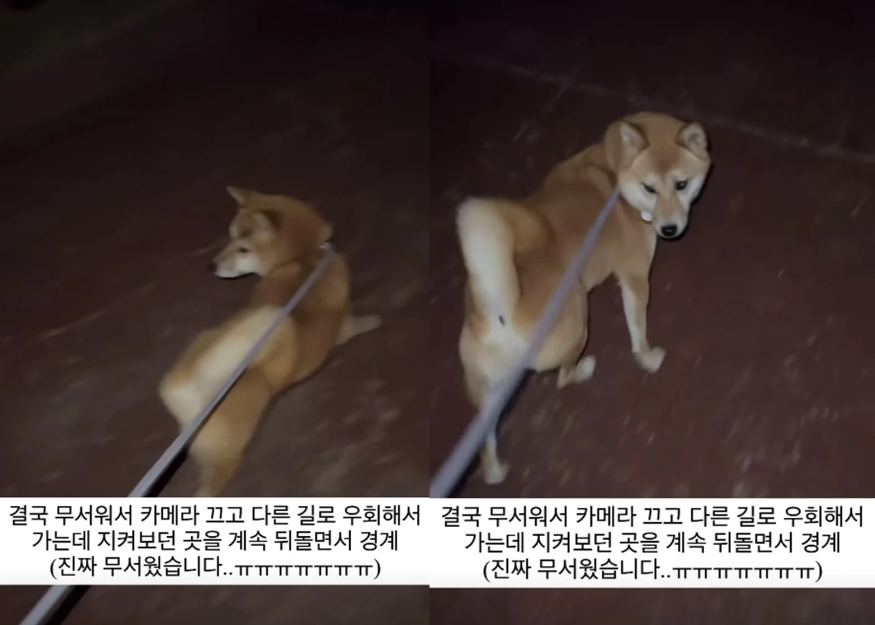 "계단 아래 살필 때 소름이 쫙…" 강아지랑 밤산책 도중 견주를 섬뜩하게 만든 사연 (+영상)