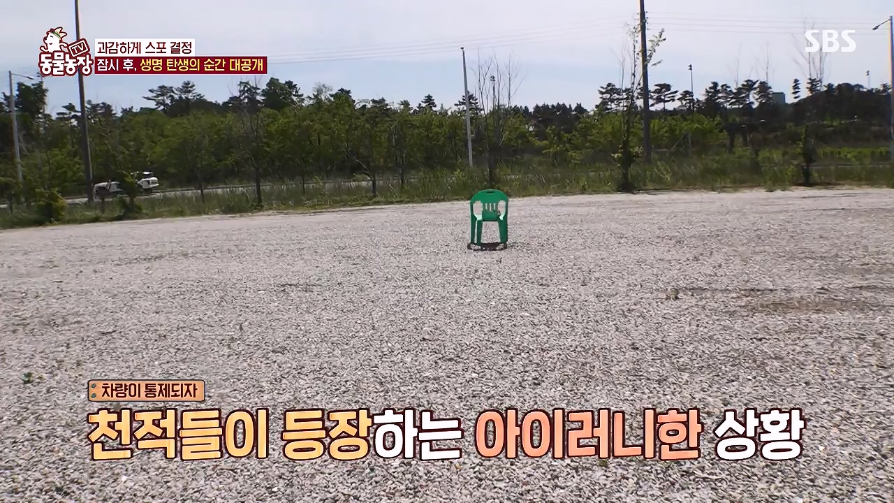 TV 동물농장.E1176.240617p-NEXT.mp4_20240616_171032.995.jpg