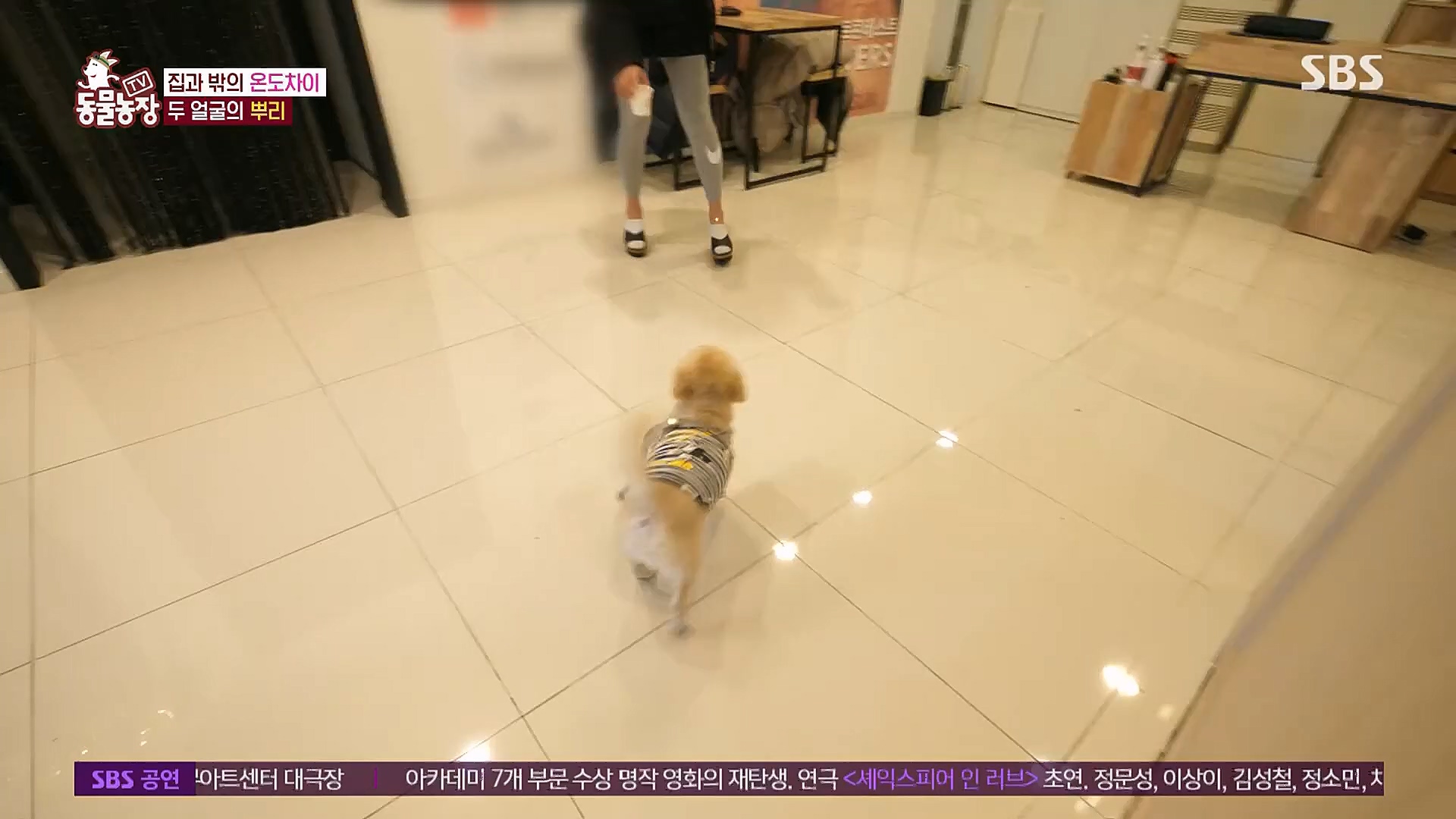 TV 동물농장.E1104.230115p.H264-F1RST.mp4_20230115_173200.743.jpg