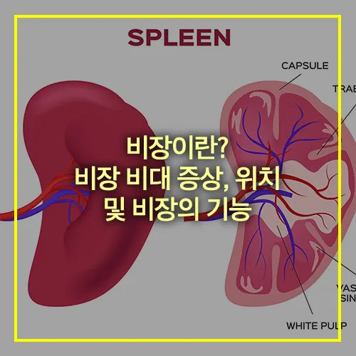 비장 비대 증상 위치 기능