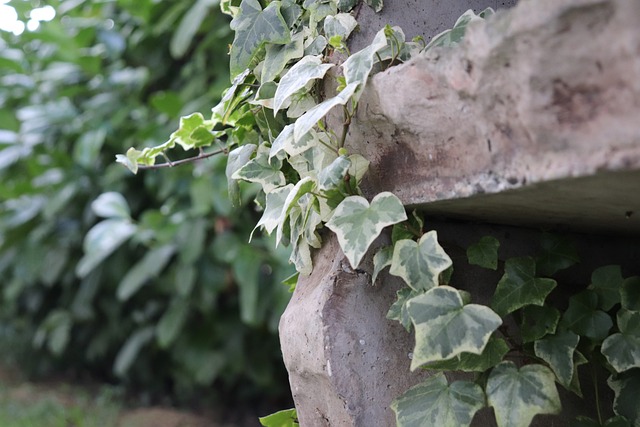 덩굴식물(ivy)