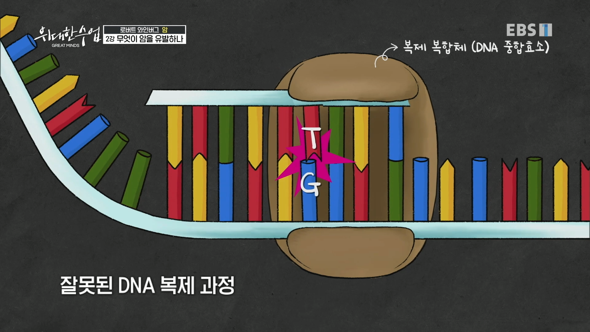 DNA 염기 불일치