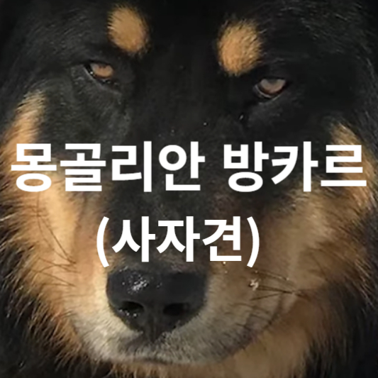 몽골리안 방카르