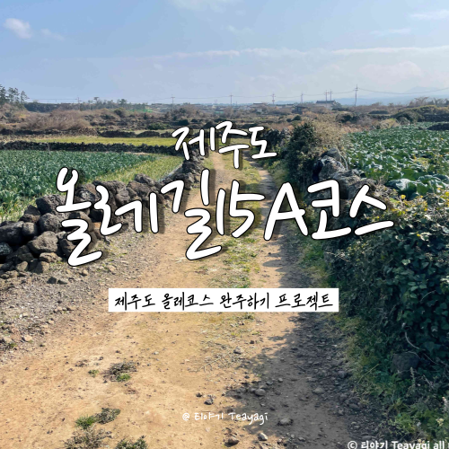  제주 트레킹 여행 | 제주도 올레길 15A코스 (한림 - 고내) 정방향 완주 후기 (feat. 초보자 올레길 비추천 코스)