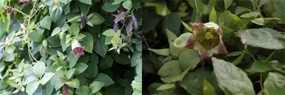 더덕꽃
