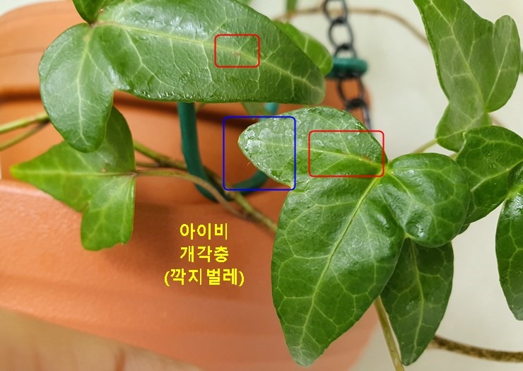 아이비 개각충