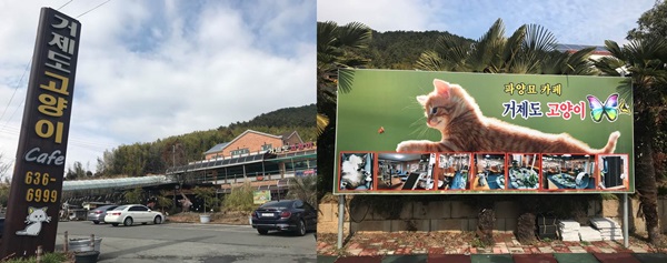  파양묘 카페-거제도고양이