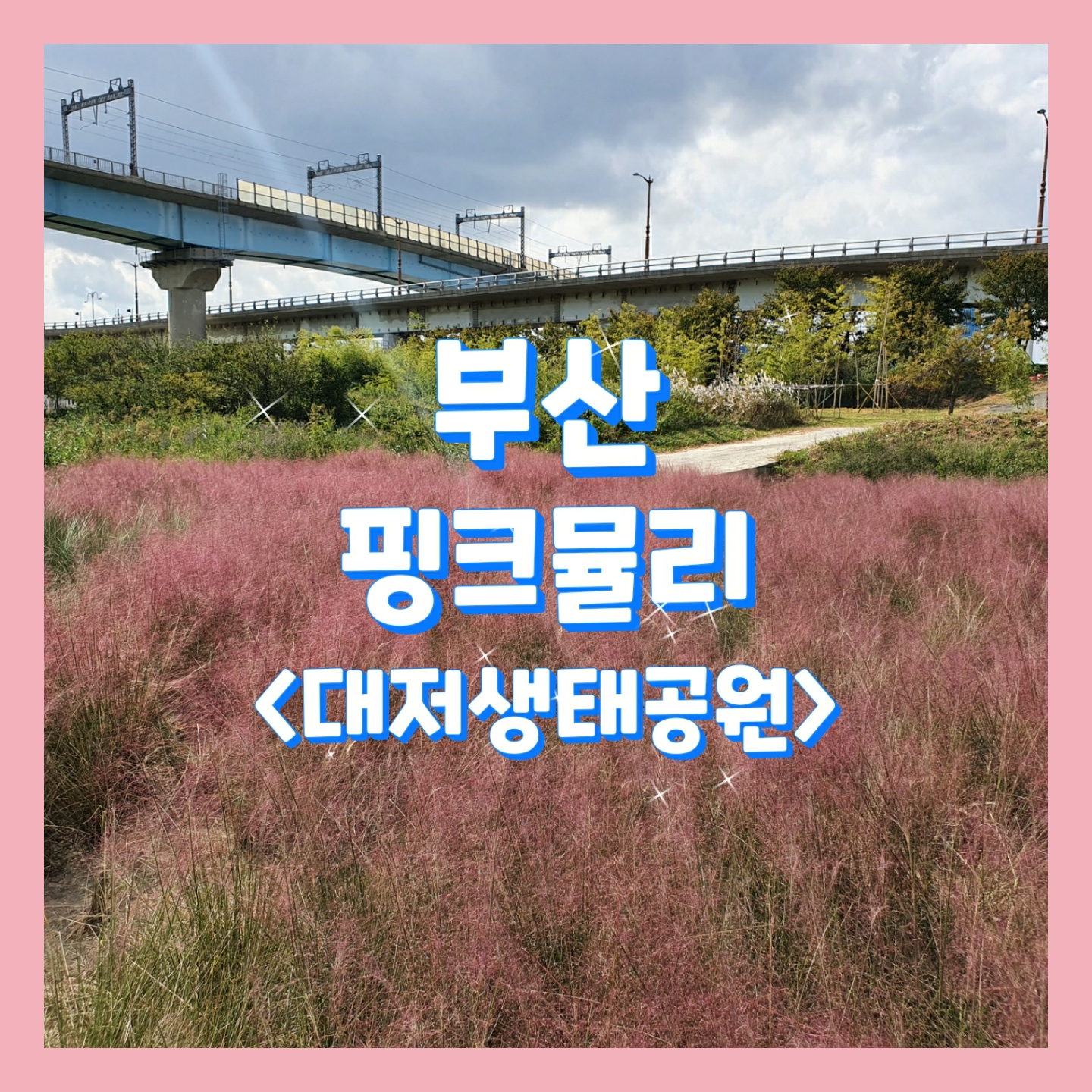  #대저생태공원, 핑크뮬리로 인생샷을?!_부산대저