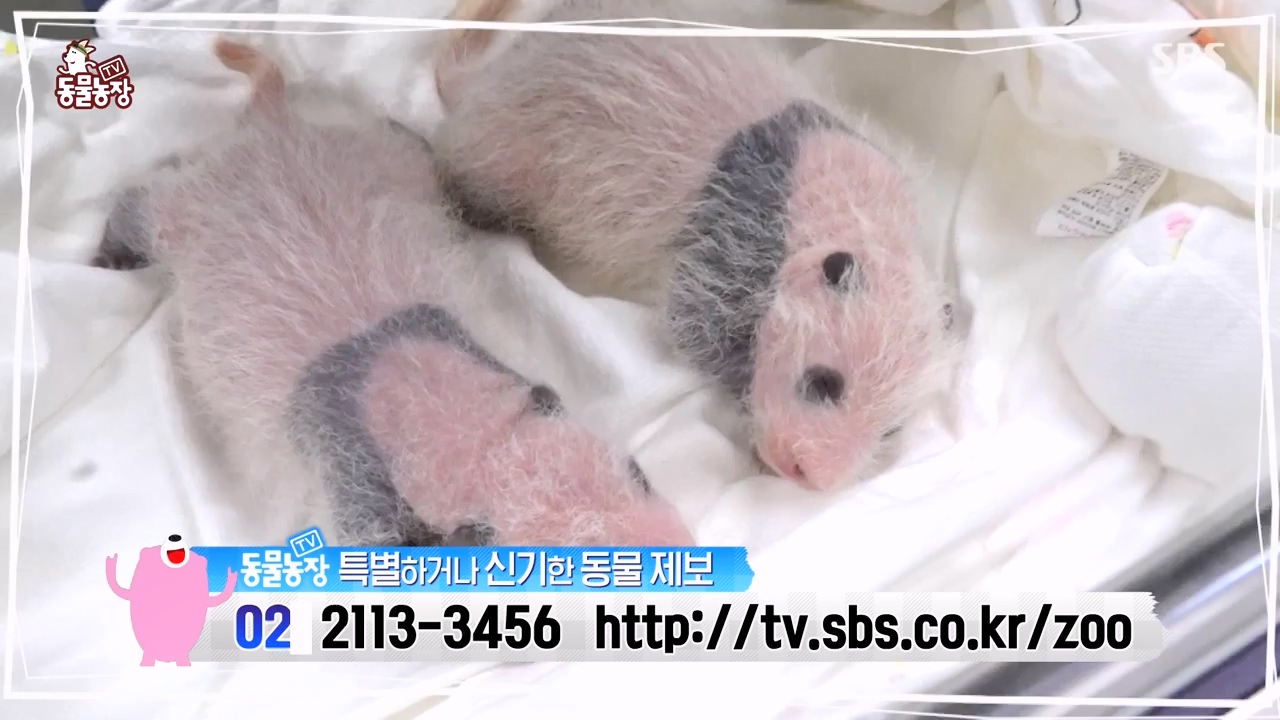 TV 동물농장.E1133.230814p-NEXT.mp4_20230813_171346.471.jpg