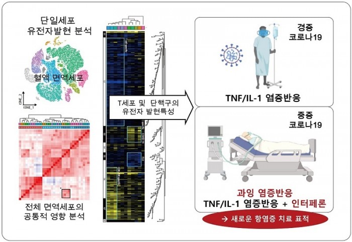  "사이토카인 폭풍" 원인발견