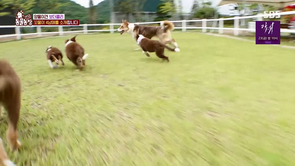 TV 동물농장.E1125.230618p.H264-F1RST.mp4_20230618_192100.520.jpg