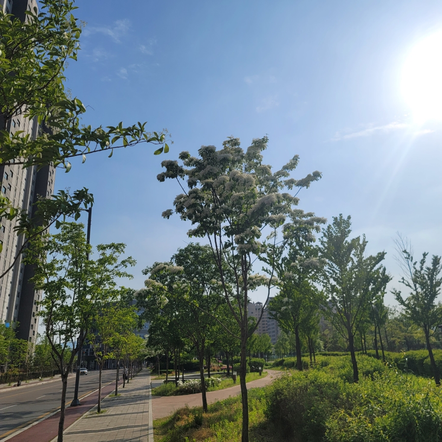 가로수, 흰 꽃, 잎사귀 나무를 아시나요? 11