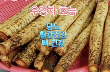 초가을_우엉_차_효능_다이어트