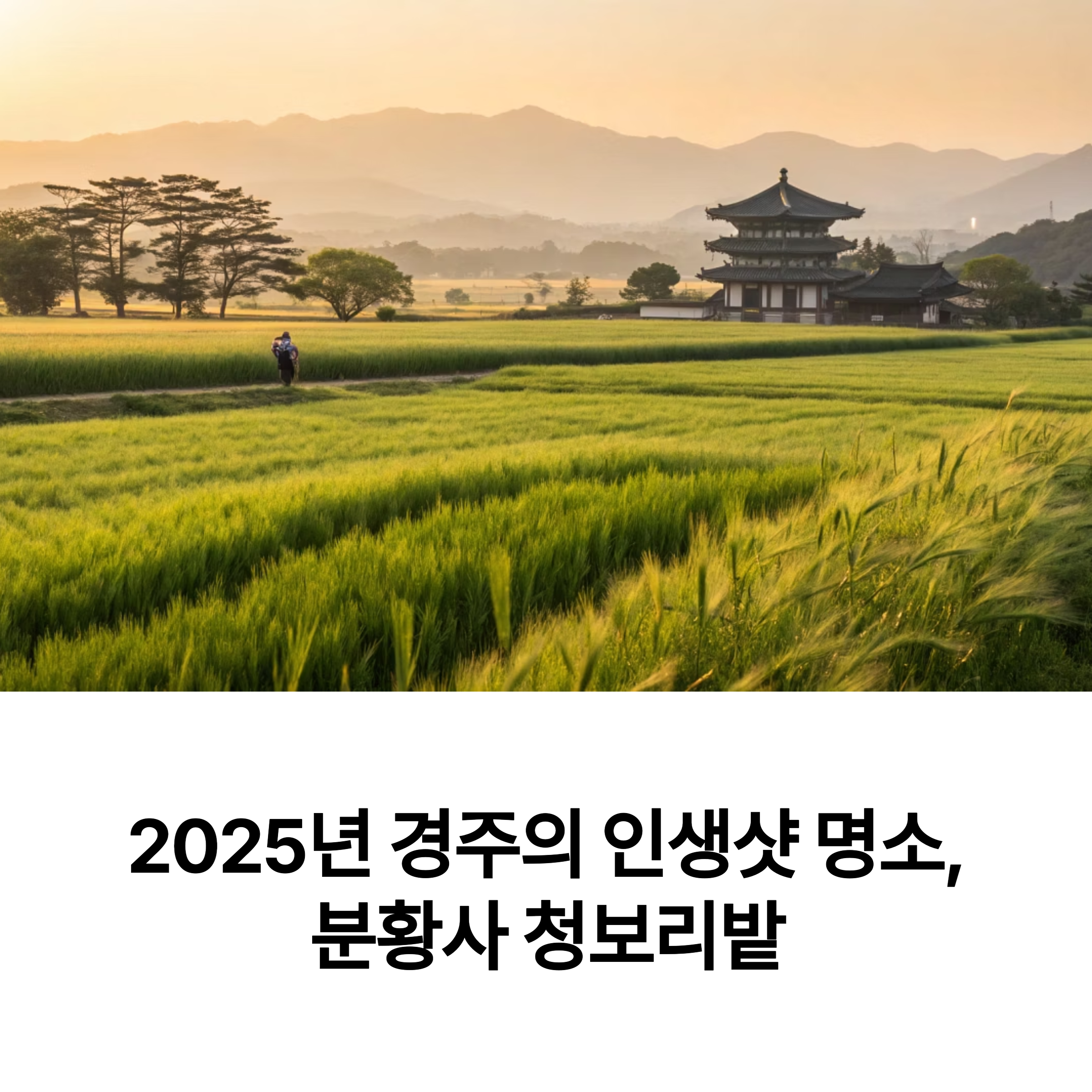 경주 분황사 청보리밭