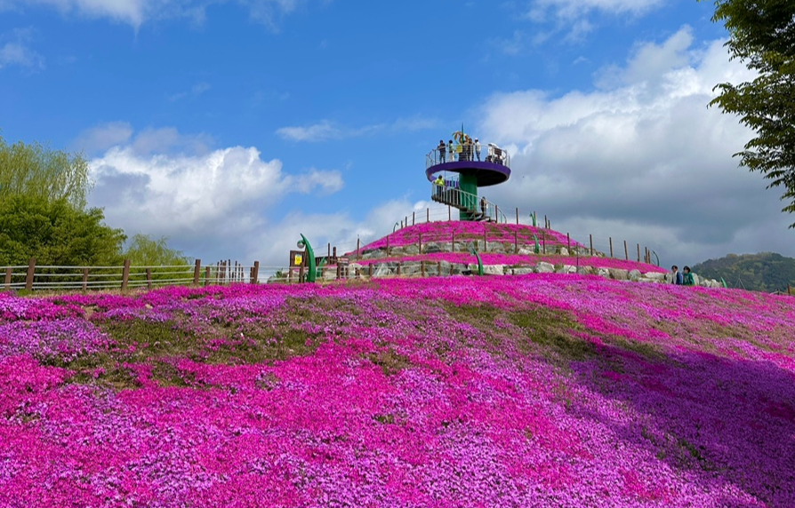 꽃잔디