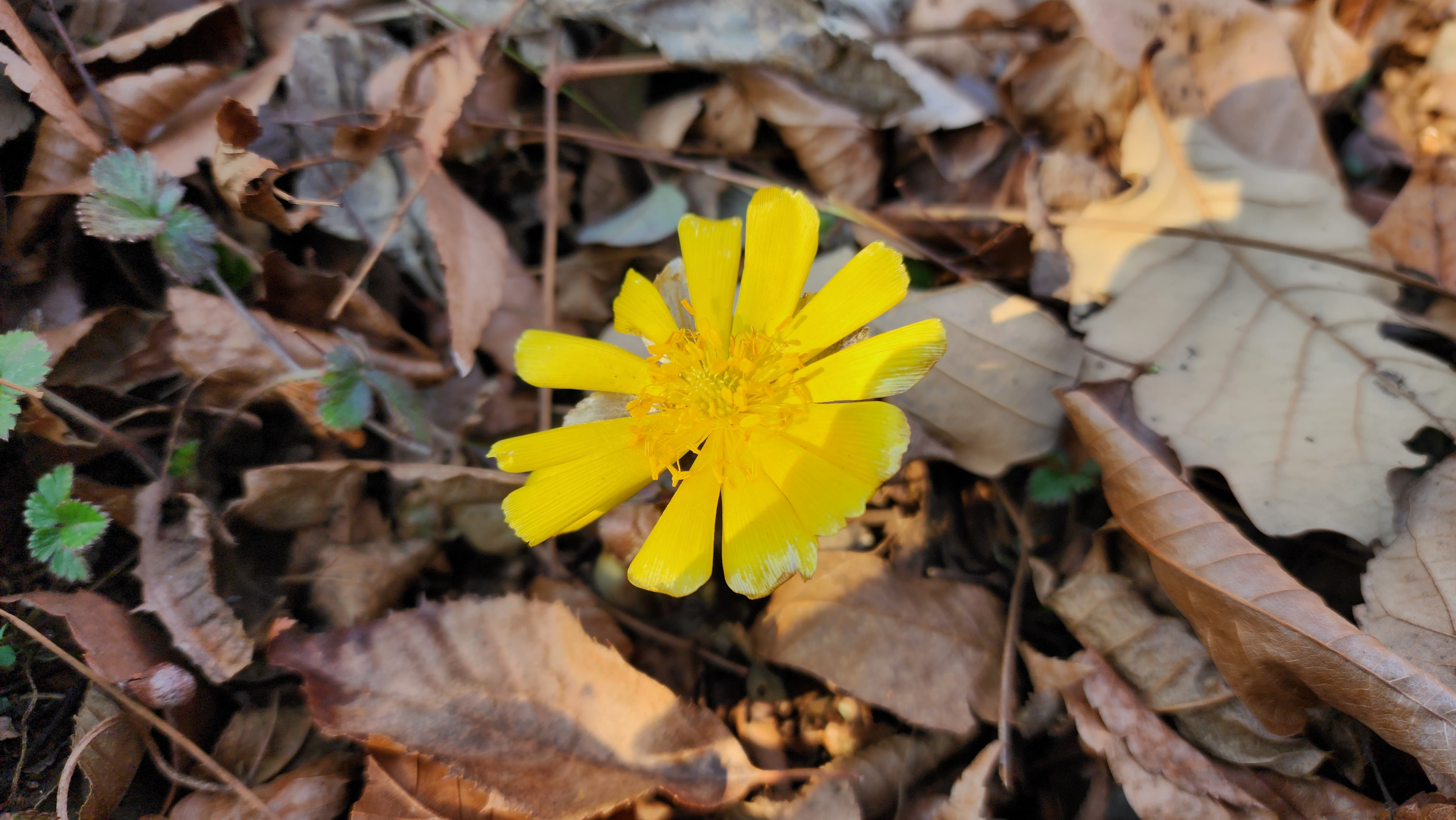 불명산 복수초