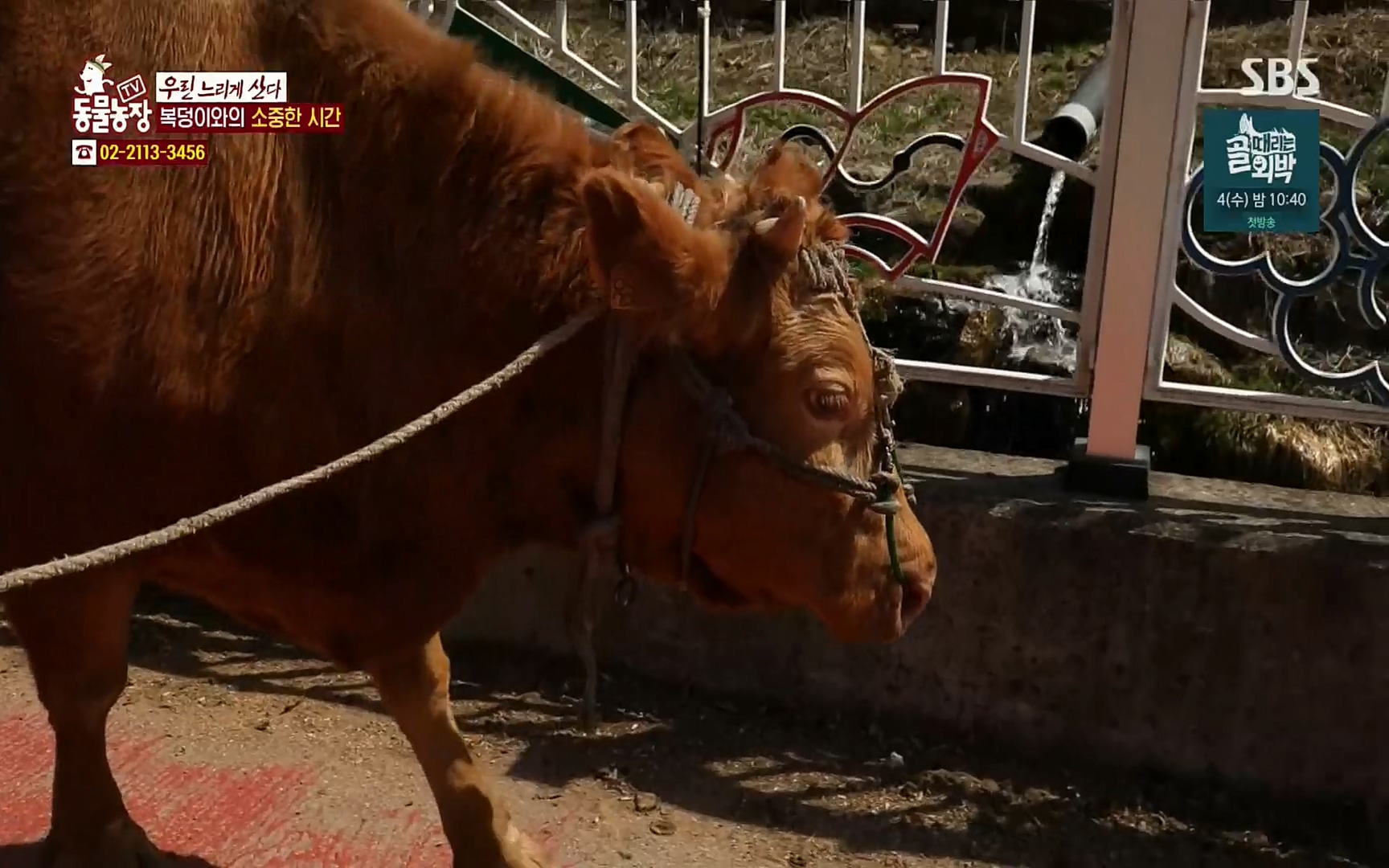 TV 동물농장.E1067.220501p.H264-F1RST.mp4_20220501_184255.286.jpg