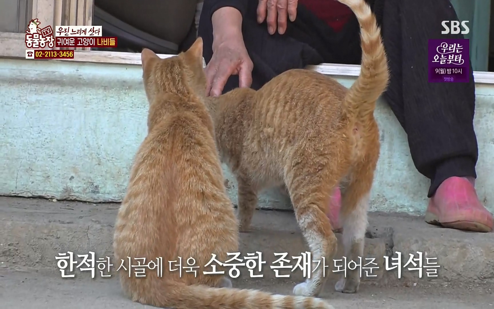 TV 동물농장.E1067.220501p.H264-F1RST.mp4_20220501_183838.426.jpg