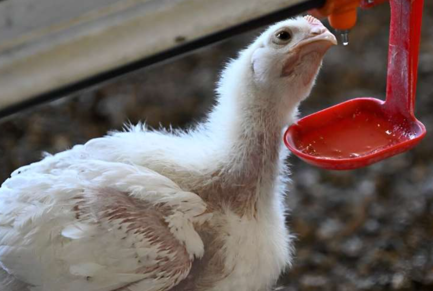Factory Farming Can Chicken Production Help Mitigate Climate Change