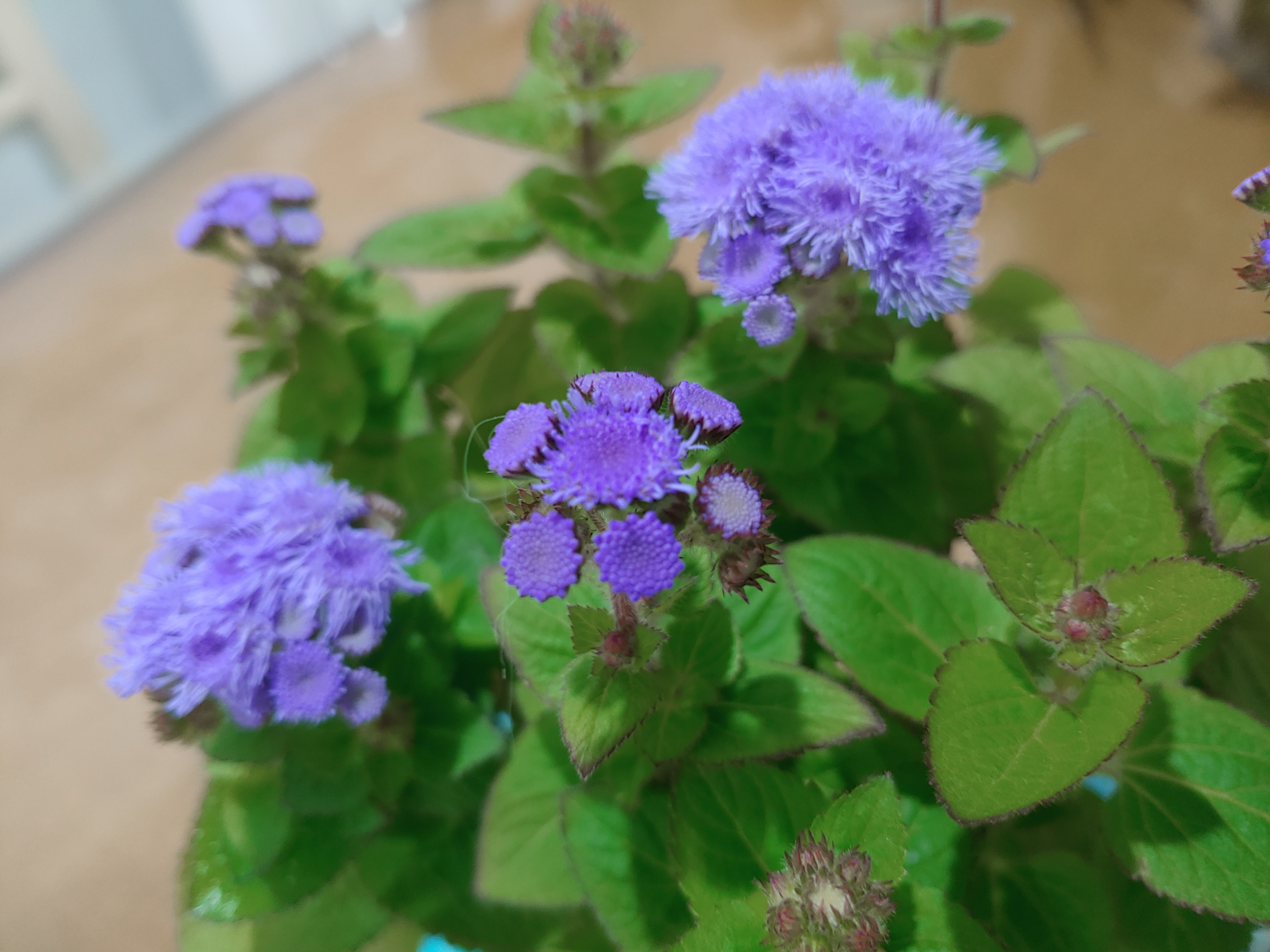  아게라텀(Ageratum)