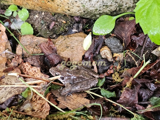 모야의숲 개구리