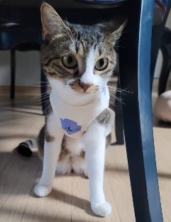  [Diary ] 오늘은 돼빠오 생일이다.