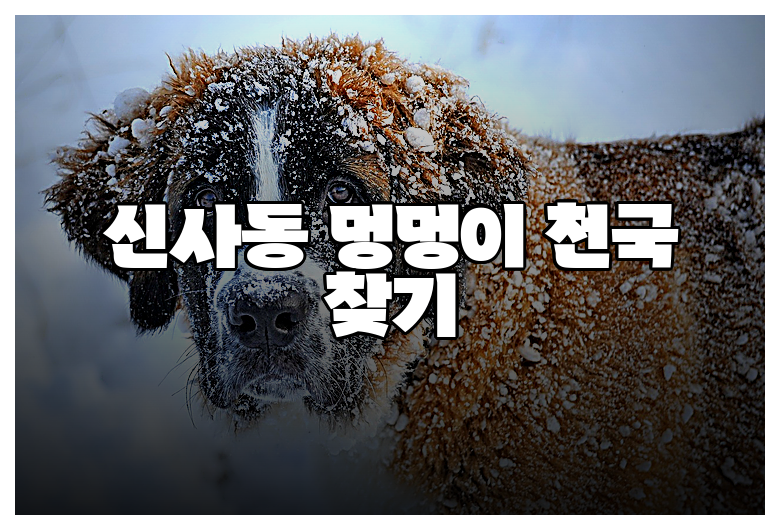 신사동 멍멍이 천국 찾기