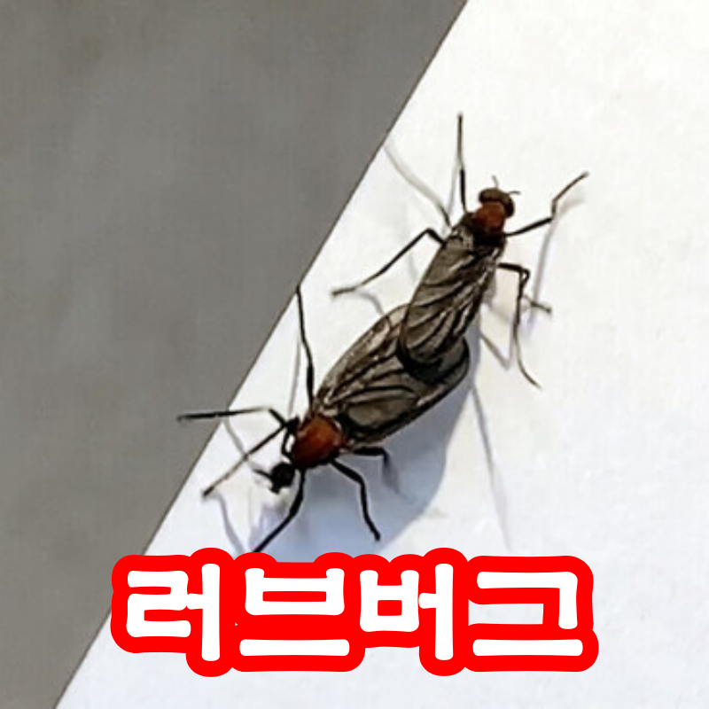 러브버그